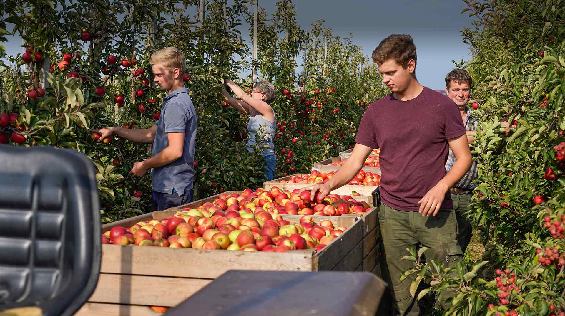 Familie Arnd Schliecker bei der Apfelernte