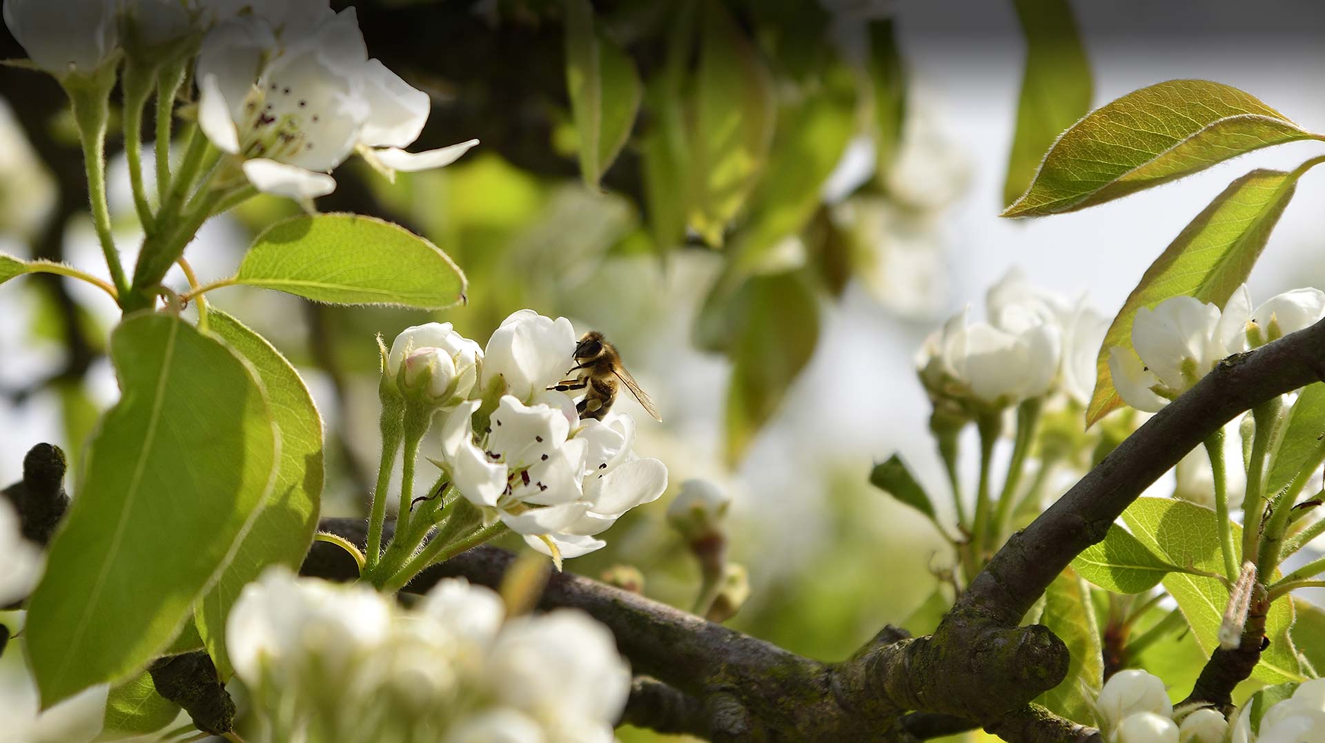 Biene auf Kirschblüte im Alten Land